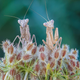 Imagen para el artículo titulado El autor de la foto ganadora de este concurso de fotografía de insectos tenía fobia a los insectos